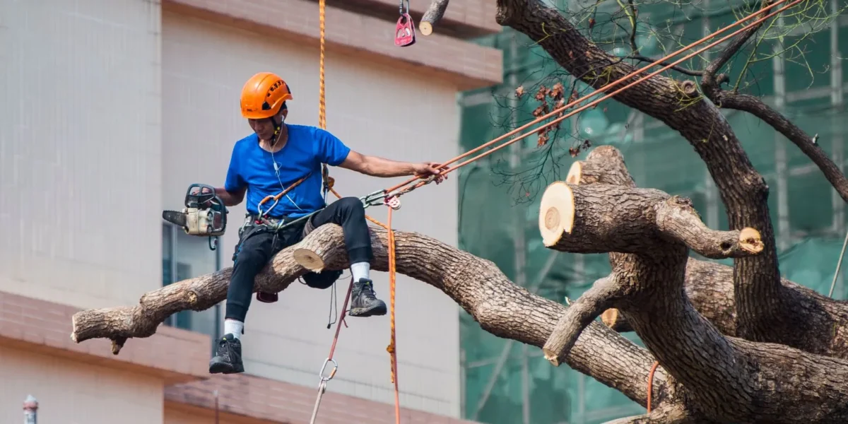 Arborist trimming a tree in Buffalo, NY