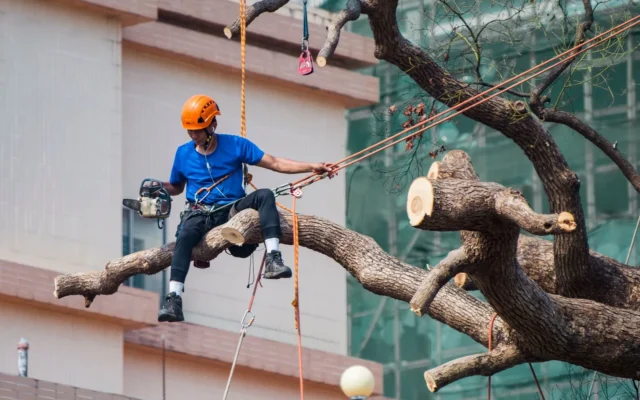 Tree Trimming vs Tree Pruning: What’s the Difference?