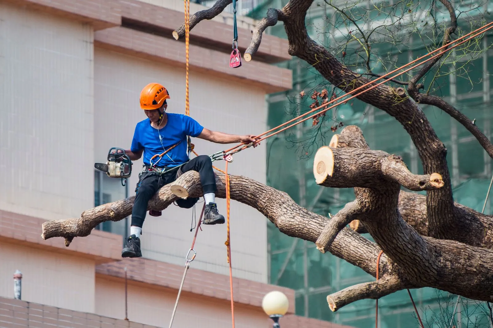 Arborist trimming a tree in Buffalo, NY