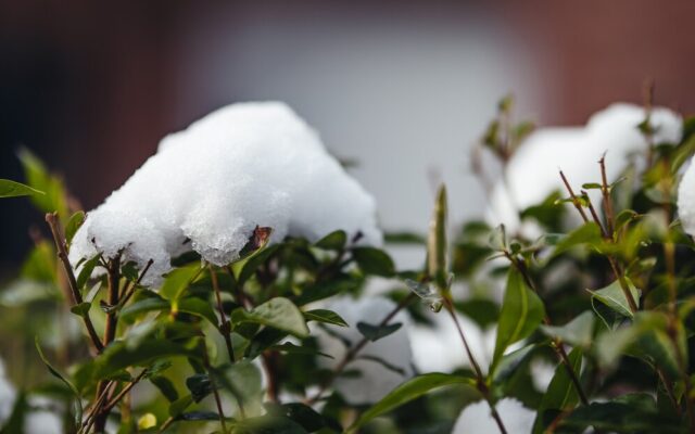 How to Prepare Your Lawn and Landscape for Buffalo’s Harsh Winters
