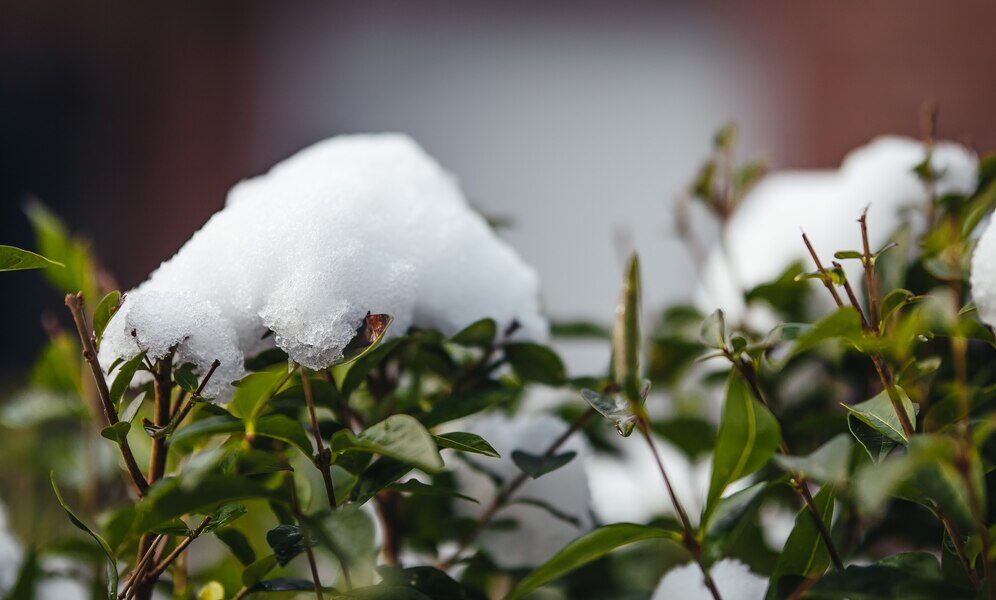 Buffalo residential lawn covered in snow, illustrating winter landscape protection and seasonal lawn care services