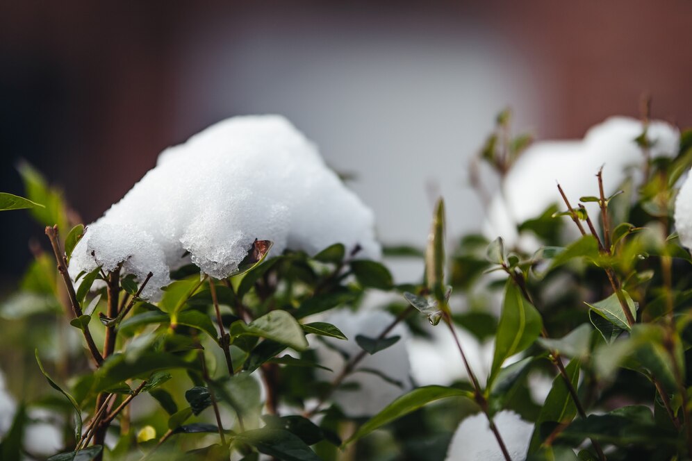 Buffalo residential lawn covered in snow, illustrating winter landscape protection and seasonal lawn care services