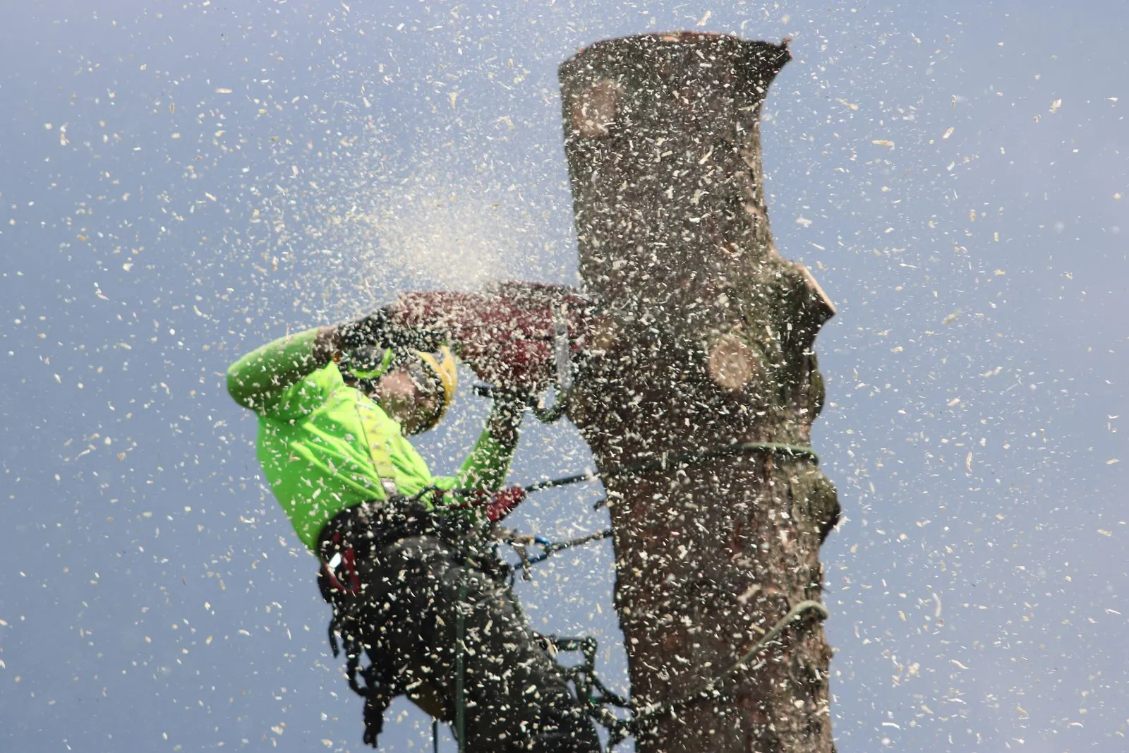 Arborist assessing a tree for removal in Buffalo, NY