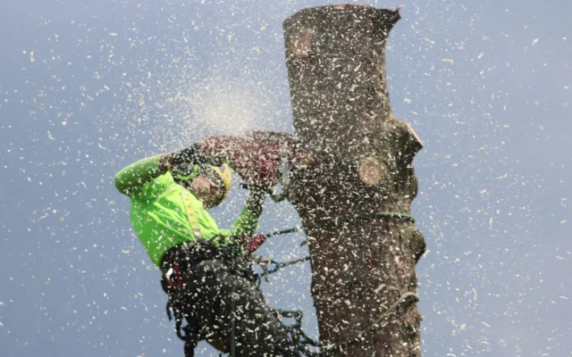 10 Signs You Need Tree Removal Before It Becomes Dangerous