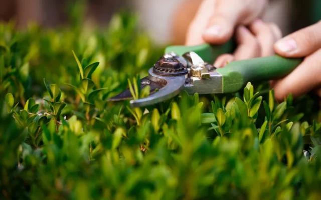 How to Keep Your Lawn Green This Summer 2026: What You Need & Why It Matters