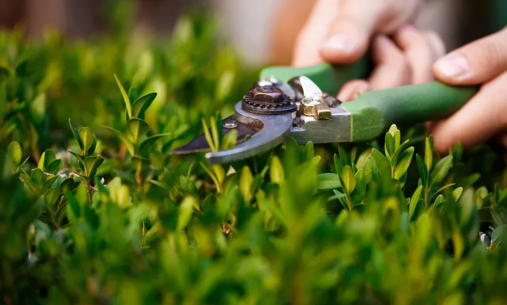 Close-up of hands caring for flowers in Buffalo garden, illustrating expert plant care and landscape design services