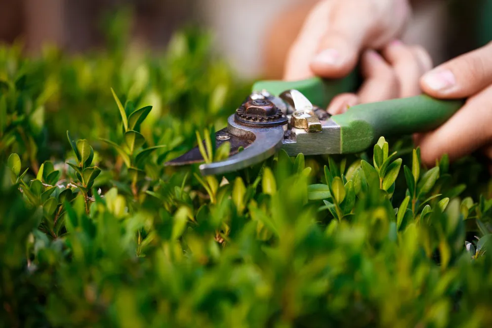 Close-up of hands caring for flowers in Buffalo garden, illustrating expert plant care and landscape design services